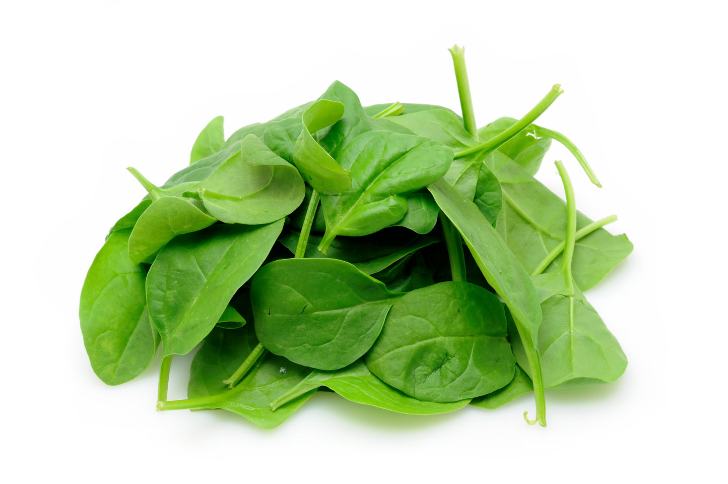 Spinach Hydroponically Grown