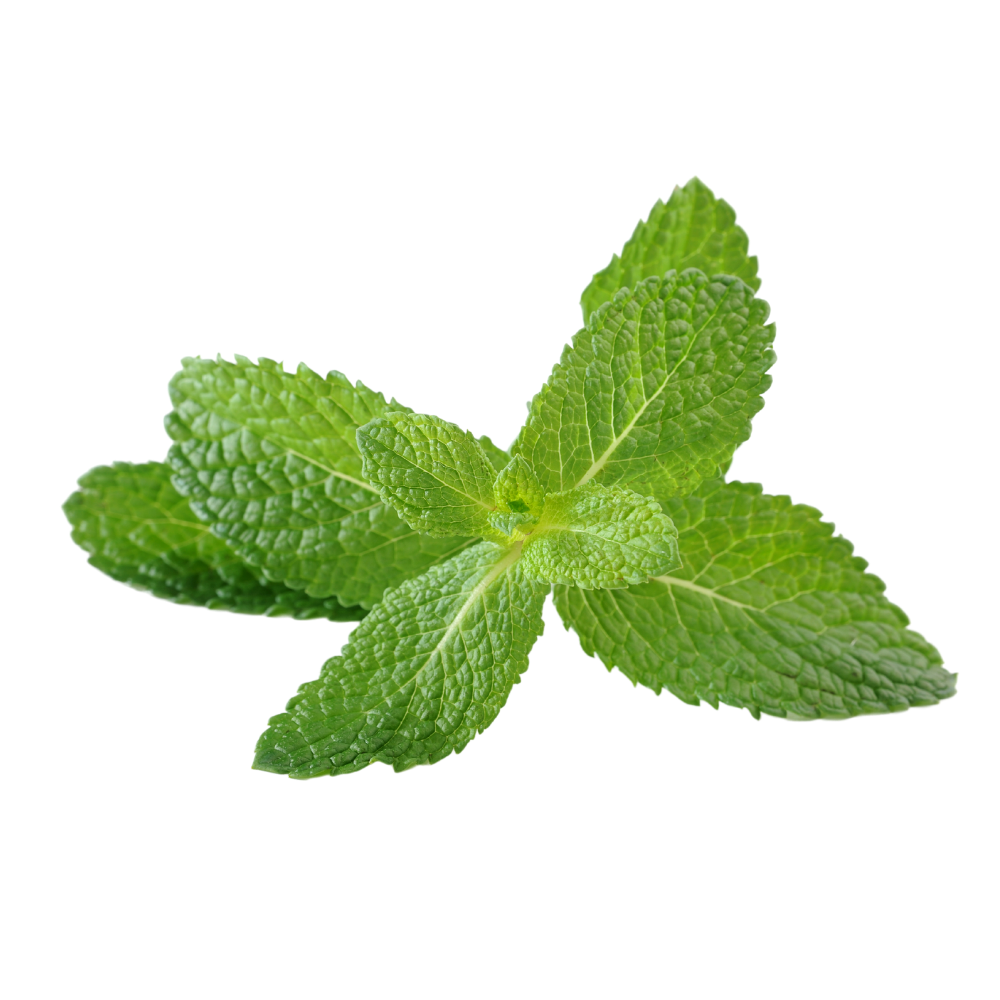 Mint Leaves - Cleaned, without roots, 100 g