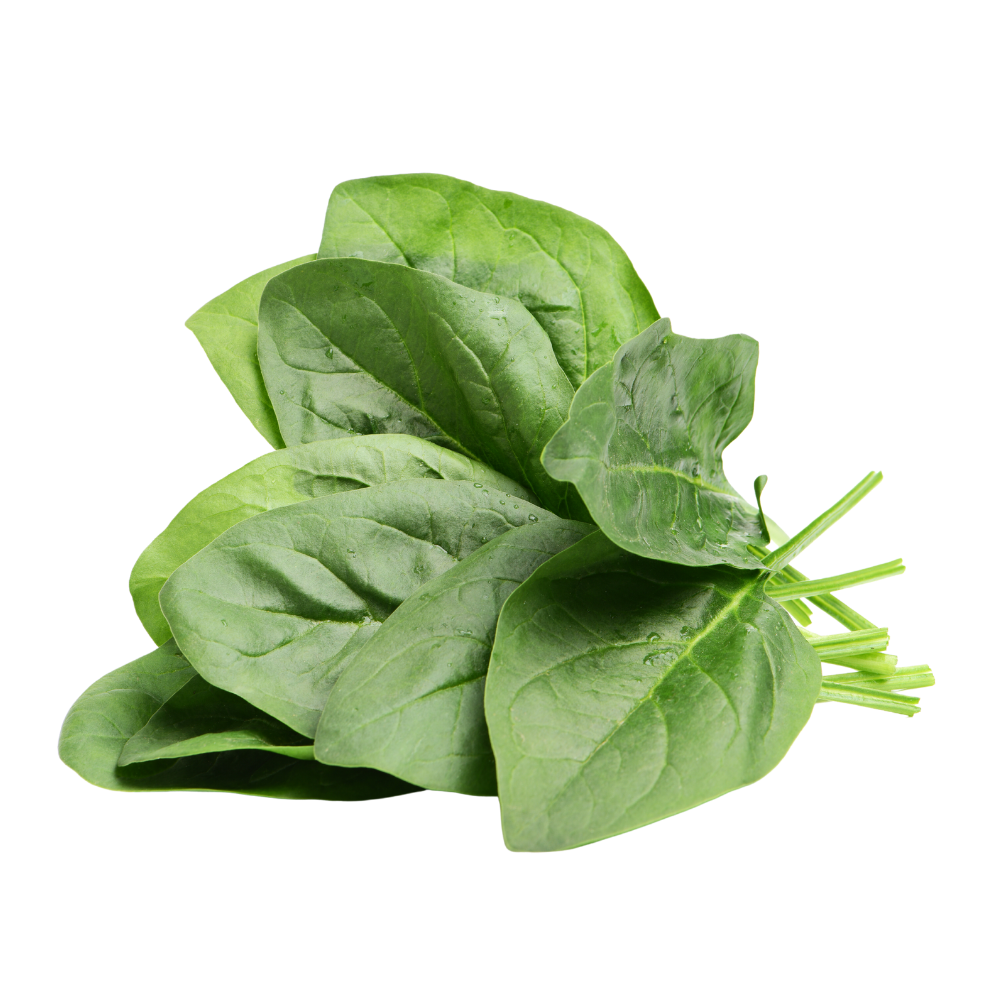 Spinach Hydroponically Grown
