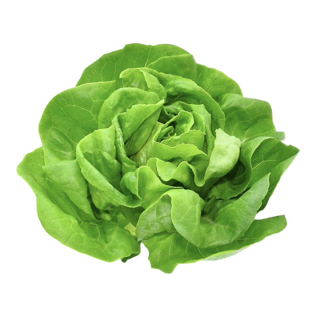 Butterhead Lettuce with Live Roots