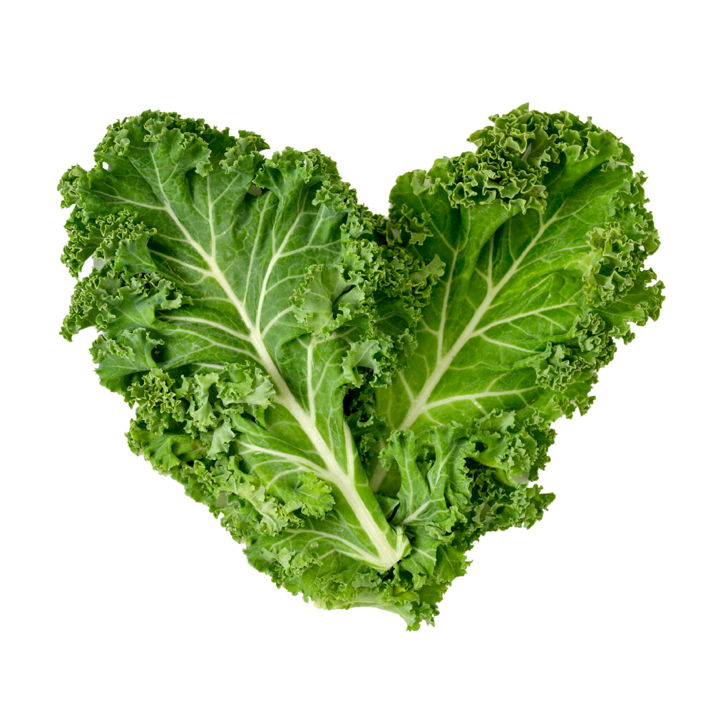 Kale Hydroponically Grown