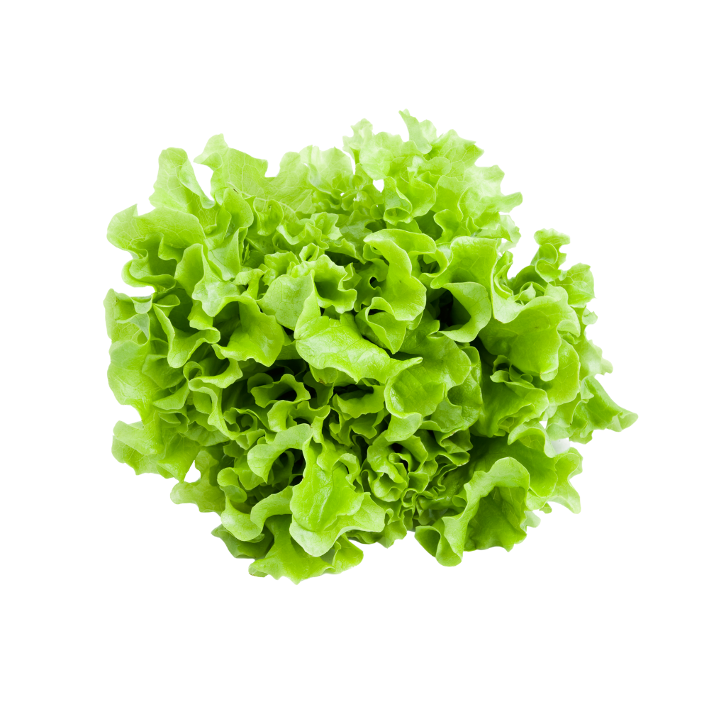 Locarno (Green Coral) Lettuce - Hydroponically Grown With Live Roots