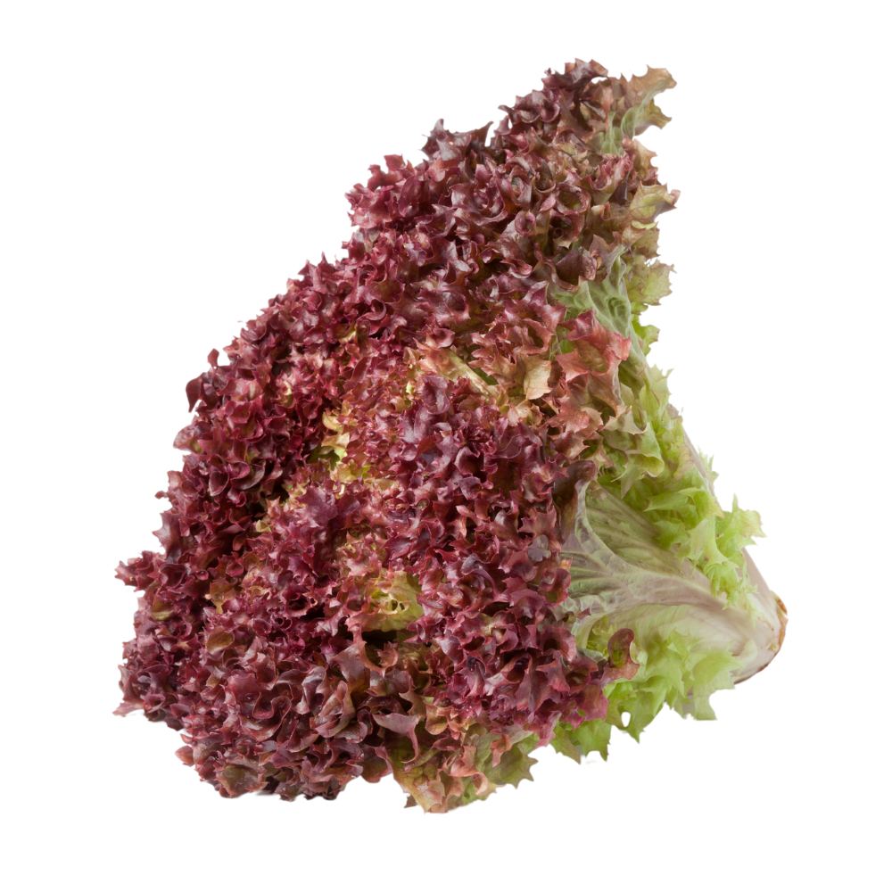 Lollo Rossa, Hydroponically Grown, 125 - 200 g