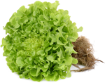 Green-Oak-Lettuce