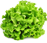 Locarno-Lettuce
