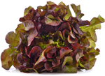 Red-Oak-Lettuce