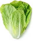 Romaine-Lettuce