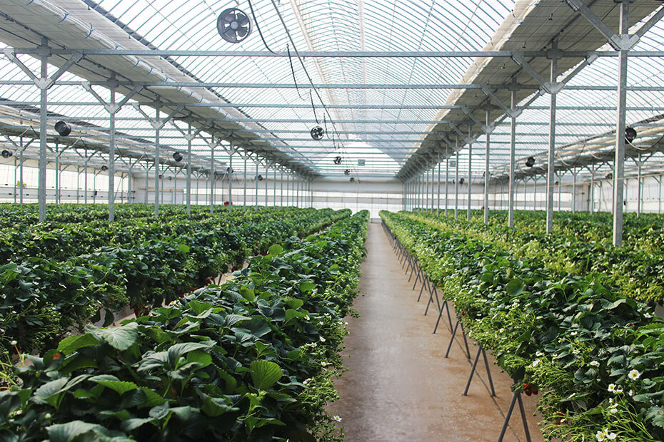 Providing an ideal environment for cultivation